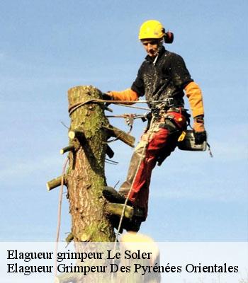 Artisan Elagueur Grimpeur A Le Soler Tel 04 29 80 49