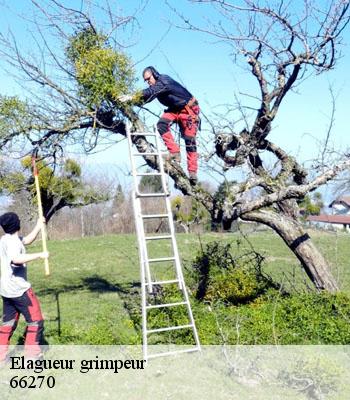 Artisan Elagueur Grimpeur A Le Soler Tel 04 29 80 49